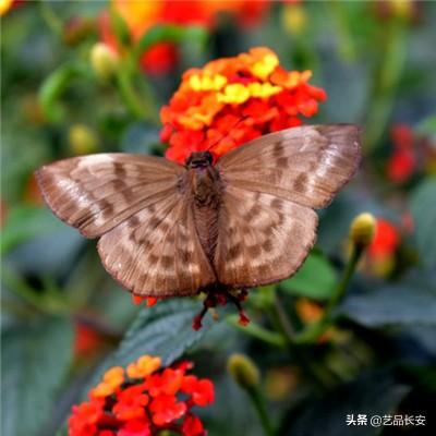 灵犀三国志幻想大陆客户端下载